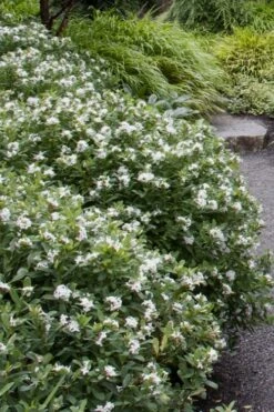 Jim's Pride White Summer Daphne - Daphne X Transatlantica - 1 Gallon Pot -Wilson Bros Gardens daphne jims pride 1