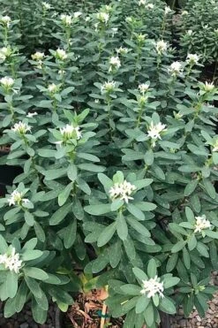 Jim's Pride White Summer Daphne - Daphne X Transatlantica - 1 Gallon Pot -Wilson Bros Gardens daphne jims pride 7
