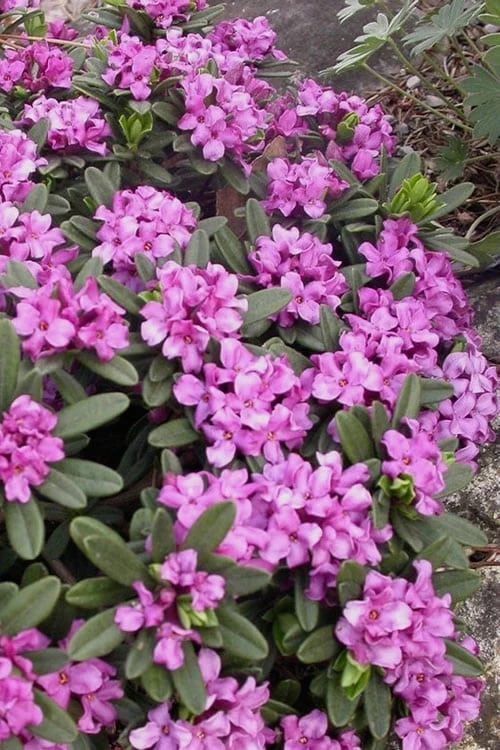 Lawrence Crocker Dwarf Daphne - 2 Gallon Pot 4 Lawrence Crocker Dwarf Daphne - 2 Gallon Pot - Image 4