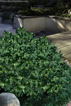 Splash Variegated Summer Daphne - 1 Gallon Pot 10 Splash Variegated Summer Daphne - 1 Gallon Pot -Wilson Bros Gardens daphne splash variegated summer daphne 6