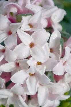Splash Variegated Summer Daphne - 1 Gallon Pot 11 Splash Variegated Summer Daphne - 1 Gallon Pot -Wilson Bros Gardens daphne splash variegated summer daphne 7