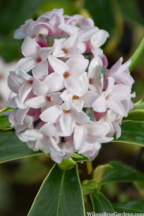 Splash Variegated Summer Daphne - 1 Gallon Pot 1 Splash Variegated Summer Daphne - 1 Gallon Pot
