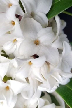 White Perfume Princess Winter Daphne - 2 Gallon Pot -Wilson Bros Gardens daphne white perfume princess 3