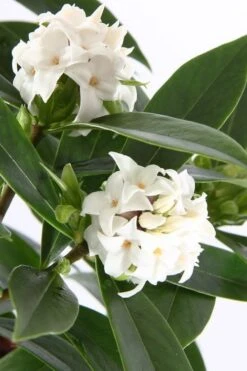 White Perfume Princess Winter Daphne - 2 Gallon Pot -Wilson Bros Gardens daphne white perfume princess 4
