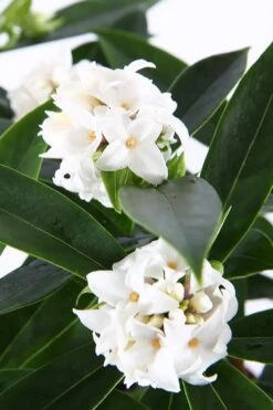 White Perfume Princess Winter Daphne - 2 Gallon Pot -Wilson Bros Gardens daphne white perfume princess 6
