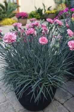 Pinball Wizard Dianthus - 1 Gallon Pot -Wilson Bros Gardens dianthus pinball wizard 10