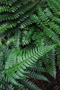 Champions Wood Fern (Dryopteris Championii) - 1 Gallon Pot -Wilson Bros Gardens dryopteris championii champions wood fern 7