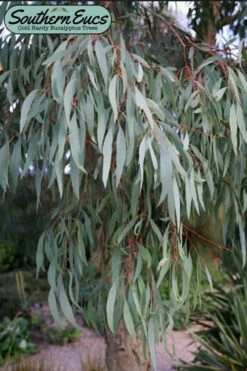 Angus Cold Hardy Eucalyptus Tree (Eucalyptus Nicholii) - Quart Pot -Wilson Bros Gardens eucalyoptus nicholii angus 1 2
