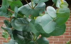 Big O Cold Hardy Eucalyptus Tree (Eucalyptus Neglecta) - 5 Gallon Pot (5-6') -Wilson Bros Gardens eucalyptus bigo leaves 4