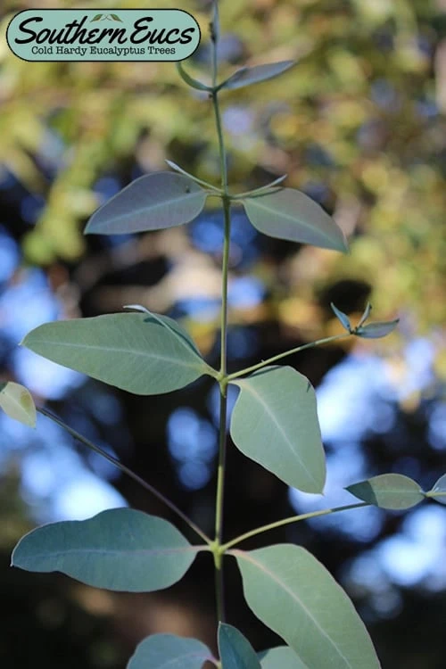 Grace Cold Hardy Eucalyptus Tree (Eucalyptus Elliptica) - 3 Quart Pot 1 Grace Cold Hardy Eucalyptus Tree (Eucalyptus Elliptica) - 3 Quart Pot