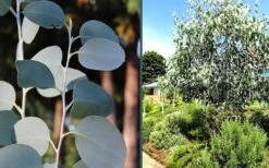 Mappa Tassie Cold Hardy Eucalyptus Tree (Eucalyptus Pauciflora) - 3 Quart Pot -Wilson Bros Gardens eucalyptus mappa tassie combo 1