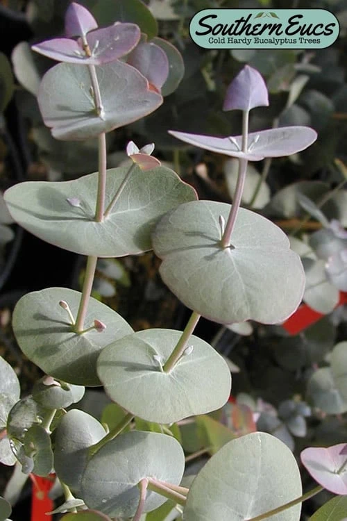 Luna Cold Hardy Eucalyptus Tree (Eucalyptus Perriniana) - 1 Gallon Pot 1 Luna Cold Hardy Eucalyptus Tree (Eucalyptus Perriniana) - 1 Gallon Pot