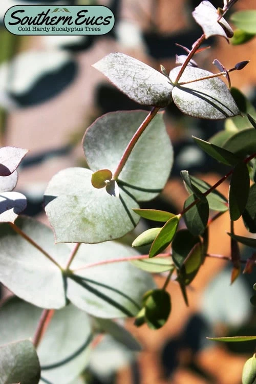 Maggie Cold Hardy Eucalyptus Tree (Eucalyptus Nova Anglica) - 1 Gallon Pot 1 Maggie Cold Hardy Eucalyptus Tree (Eucalyptus Nova Anglica) - 1 Gallon Pot