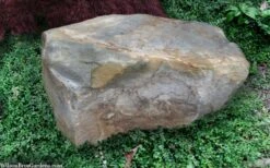 Kewensis Euonymus (Miniature Wintercreeper) - 6 Pack Of Pint Pots -Wilson Bros Gardens euonymus fortunei kewensis miniature wintercreeper 9