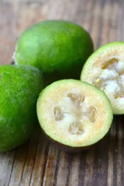 Bambina Dwarf Pineapple Guava (Feijoa Sellowiana ' Tharfiona') - 3 Gallon Pot -Wilson Bros Gardens feijoa sellowiana tharfiona bambina pineapple guava 5