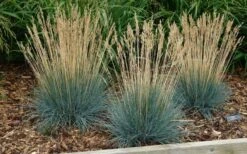 Beyond Blue Festuca (Fescue) - 3 Pack Of Quart Pots -Wilson Bros Gardens festuca20beyond20blue