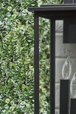 Variegated Creeping Fig - Ficus Pumila 'Variegata' - 6 Pack Of Pint Pots -Wilson Bros Gardens ficus pumila variegata creeping fig 101