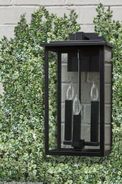 Variegated Creeping Fig - Ficus Pumila 'Variegata' - 6 Pack Of Pint Pots -Wilson Bros Gardens ficus pumila variegata creeping fig 102