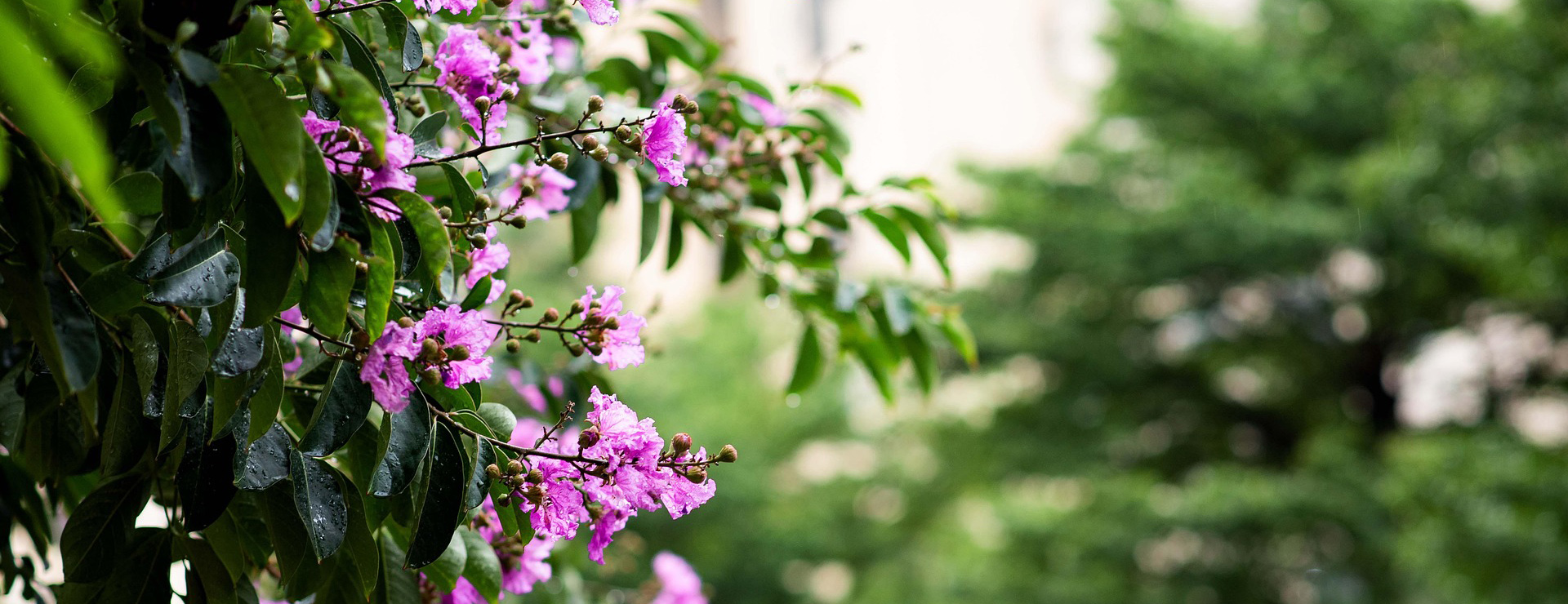 Wilson Bros Gardens -Wilson Bros Gardens flowers 7215232 1920 1