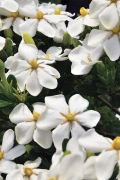 Snow Girl Hardy Dwarf Gardenia - 3 Gallon Pot -Wilson Bros Gardens gardenia jasminoides snow girl 1