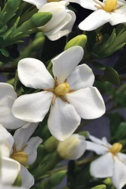 Snow Girl Hardy Dwarf Gardenia - 3 Gallon Pot -Wilson Bros Gardens gardenia jasminoides snow girl 2