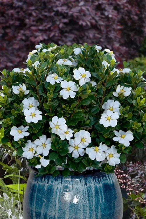 Snow Globe Gardenia - 1 Gallon Pot 1 Snow Globe Gardenia - 1 Gallon Pot