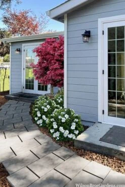 Snow Globe Gardenia - 1 Gallon Pot 9 Snow Globe Gardenia - 1 Gallon Pot -Wilson Bros Gardens gardenia jasminoides snow globe 3