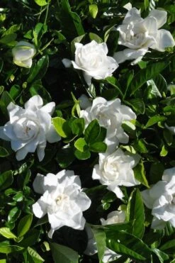 Snow Puff Hardy Gardenia - 3 Gallon Pot -Wilson Bros Gardens gardenia jasminoides snow puff 2 1