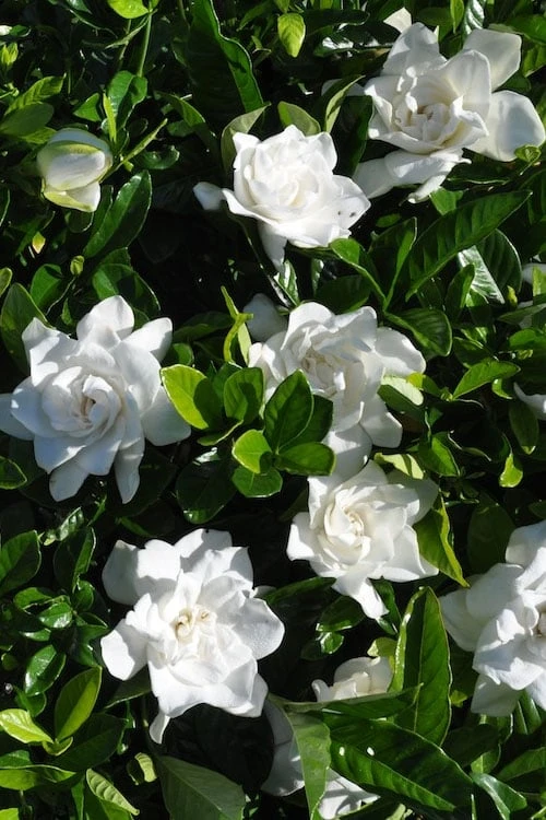 Snow Puff Hardy Gardenia - 7 Gallon Pot 4 Snow Puff Hardy Gardenia - 7 Gallon Pot - Image 4