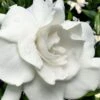 Snow Puff Hardy Gardenia - 7 Gallon Pot