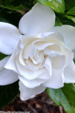 Summer Snow Gardenia - 3 Gallon Pot -Wilson Bros Gardens gardenia jasminoides summer snow 3