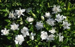Summer Snow Gardenia - 3 Gallon Pot -Wilson Bros Gardens gardenia jasminoides summer snow 9