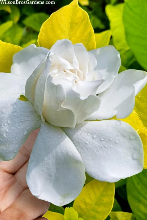 Gold Doubloon Gardenia - 1 Gallon Pot 1 Gold Doubloon Gardenia - 1 Gallon Pot