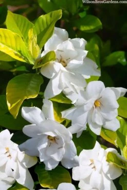 Gold Doubloon Gardenia - 6 Pack Of 1 Gallon Pots 8 Gold Doubloon Gardenia - 6 Pack Of 1 Gallon Pots -Wilson Bros Gardens gardenia ogon no hana gold doubloon 3 2