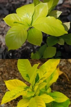 Gold Doubloon Gardenia - 3 Gallon Pot -Wilson Bros Gardens gardenia ogon no hana gold doubloon 4
