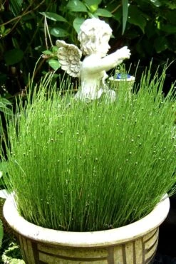 Dwarf Horsetail Reed Grass (Equisetum Scirpoides) - 1 Gallon Pot -Wilson Bros Gardens grass dwarf horse tail 2 500x750 1