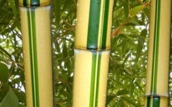 Gold Vivax Giant Timber Bamboo (Green Stripe Bamboo) - Phyllostachys Vivax 'Aureocaulis' - 3 Gallon Pot (2-4') -Wilson Bros Gardens green stripe vivax bamboo