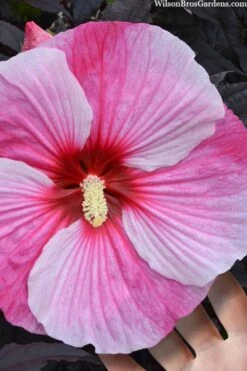 Starry Night Hardy Hibiscus (Rose Mallow) - 1 Gallon Pot -Wilson Bros Gardens hibiscus starry night rose mallow 2