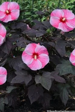 Starry Night Hardy Hibiscus (Rose Mallow) - 1 Gallon Pot -Wilson Bros Gardens hibiscus starry night rose mallow 4