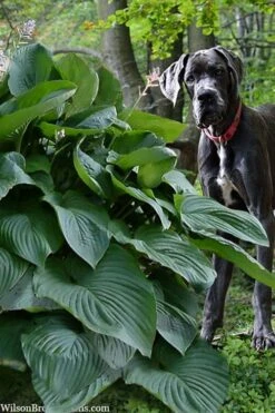 Empress Wu Giant Hosta Lily - 1 Gallon Pot 13 Empress Wu Giant Hosta Lily - 1 Gallon Pot -Wilson Bros Gardens hosta lily empress wu 205