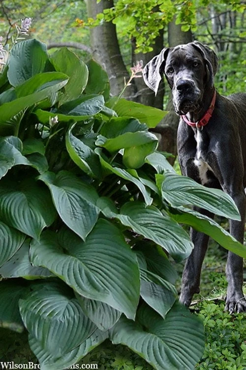 Empress Wu Giant Hosta Lily - 1 Gallon Pot 7 Empress Wu Giant Hosta Lily - 1 Gallon Pot - Image 7