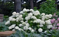 Annabelle Hydrangea - 3 Gallon Pot -Wilson Bros Gardens hydrangea arborescens annabelle 11