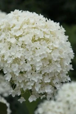 Annabelle Hydrangea - 3 Gallon Pot -Wilson Bros Gardens hydrangea arborescens annabelle 12