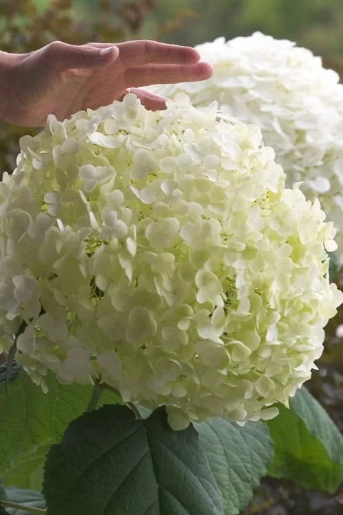 Incrediball Smooth Hydrangea - 3 Gallon Pot 6 Incrediball Smooth Hydrangea - 3 Gallon Pot - Image 6