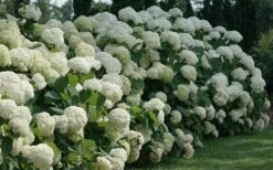 Incrediball Smooth Hydrangea - 3 Gallon Pot 13 Incrediball Smooth Hydrangea - 3 Gallon Pot -Wilson Bros Gardens hydrangea arborescens incrediball 12