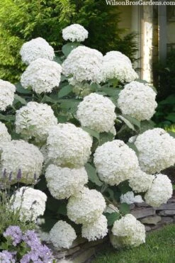 Incrediball Smooth Hydrangea - 3 Gallon Pot 10 Incrediball Smooth Hydrangea - 3 Gallon Pot -Wilson Bros Gardens hydrangea arborescens incrediball 16