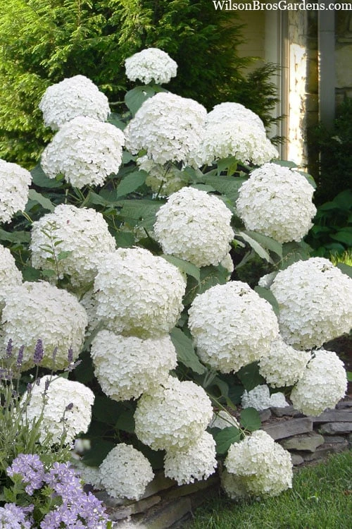 Incrediball Smooth Hydrangea - 3 Gallon Pot 4 Incrediball Smooth Hydrangea - 3 Gallon Pot - Image 4