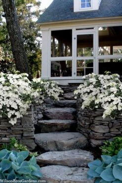 Fairytrail Bride Cascade Hydrangea - 1 Gallon Pot -Wilson Bros Gardens hydrangea fairytrail bride 6