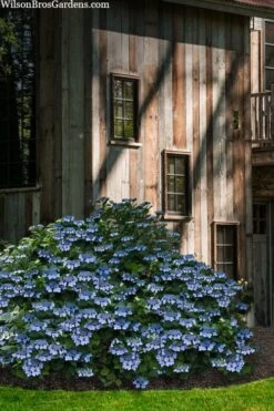 Blue Wave Lacecap Hydrangea - 3 Gallon Pot -Wilson Bros Gardens hydrangea macrophylla blue wave 22