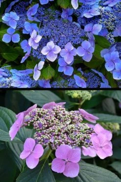 Blue Wave Lacecap Hydrangea - 3 Gallon Pot -Wilson Bros Gardens hydrangea macrophylla blue wave 24